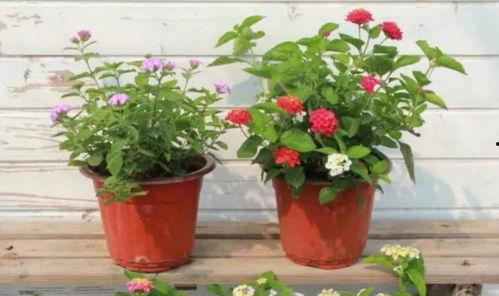 老斗最新爆料新闻视频,最新爆料新闻视频深度解析 第3张 老斗最新爆料新闻视频,最新爆料新闻视频深度解析 第3张